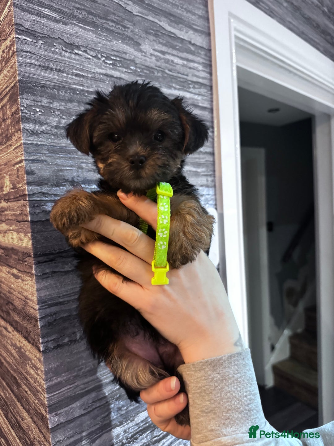 Yorkshire Terrier dogs for sale: 5x Boys 2x Girls Gorgeous Yorkshire Terriers  - Advert 8