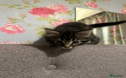 Mixed Breed cats for sale: 3 Male kittens for sale  - Image 11