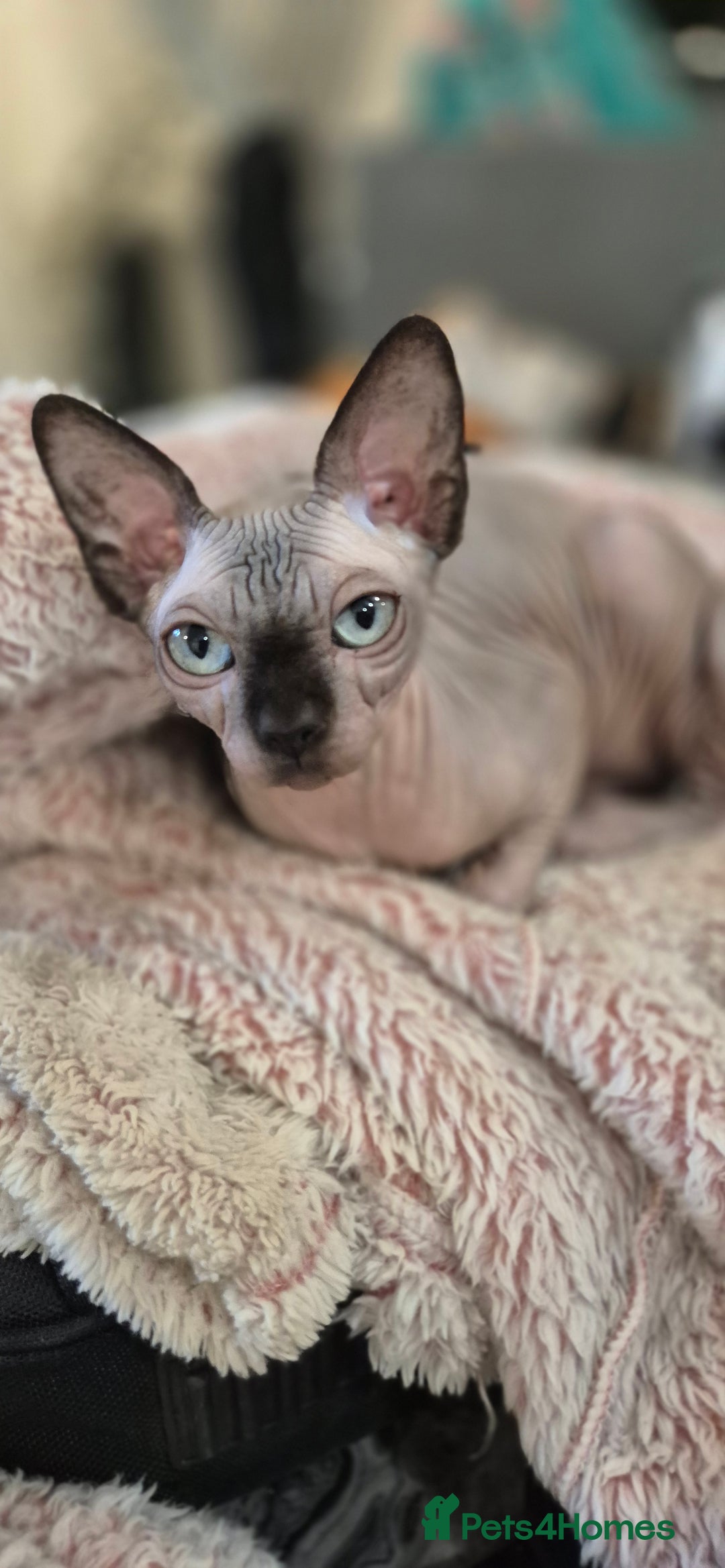 Sphynx cats for sale: Silver sphynx baby - Advert 1