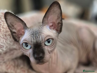 Sphynx cats Silver sphynx baby - Advert 1