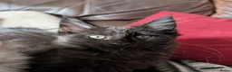 Maine Coon cats for sale: Tica registered mainecoons  - Advert 6