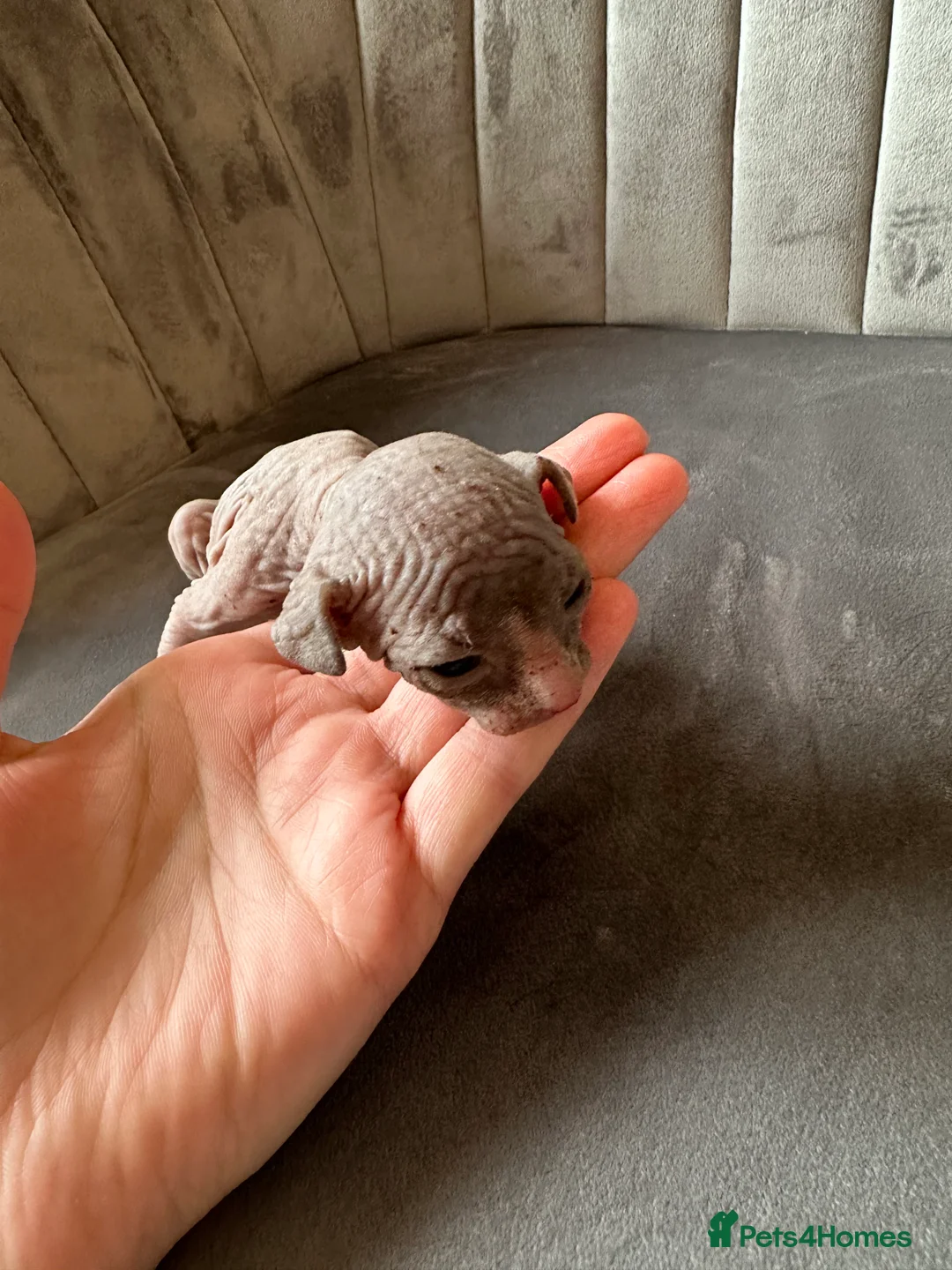 Sphynx cats for sale: beautiful Sphynx babies - Advert 6