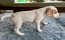 Pointer dogs for sale: KC reg Pointer Puppies - Image 24