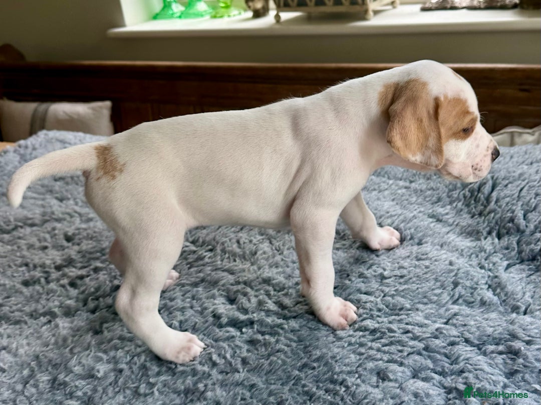 Pointer dogs for sale: KC reg Pointer Puppies - Image 24