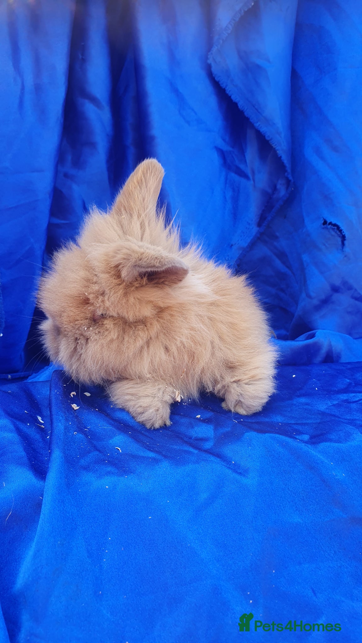 Netherland Dwarf rabbits Baby rabbits  - Advert 8