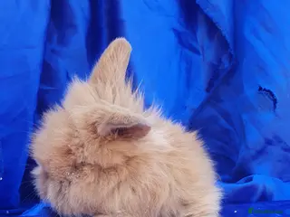 Netherland Dwarf rabbits Baby rabbits - Advert 8