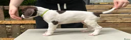 German Shorthaired Pointer dogs for sale: KC Reg GSP Pups (5 LEFT!) - Advert 18