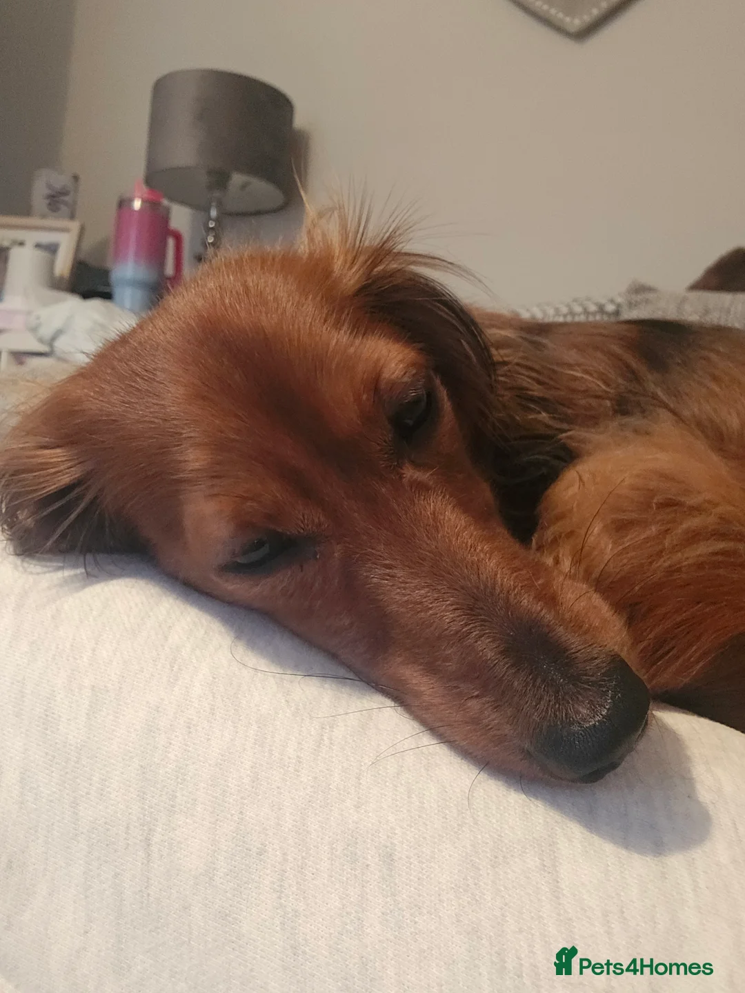 Miniature Dachshund dogs for sale: Miniature long haired Dachshund  - Advert 4