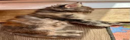 Maine Coon cats for sale: Beautiful Half Maine coon kittens  - Advert 14