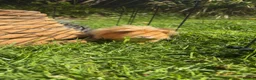 Guinea Pig rodents for sale: 3 female guinea pigs for sale (set up included) - Advert 7