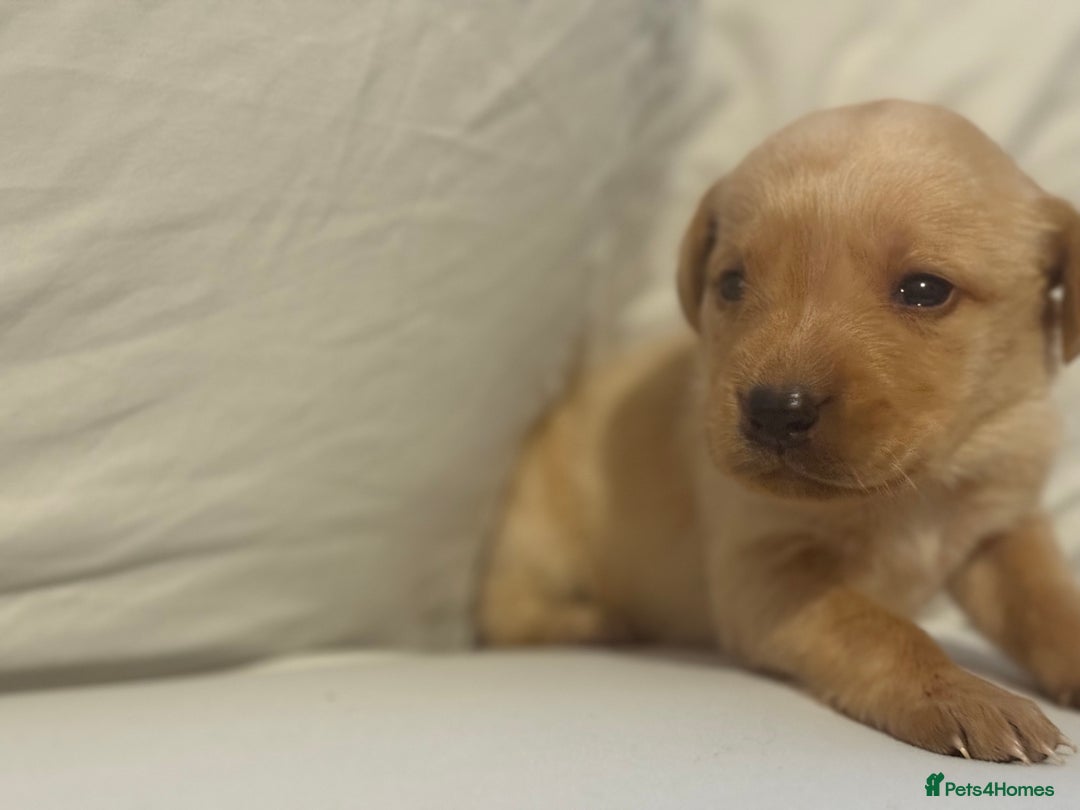 Labrador Retriever dogs for sale: KC registered Labrador puppies - Image 16