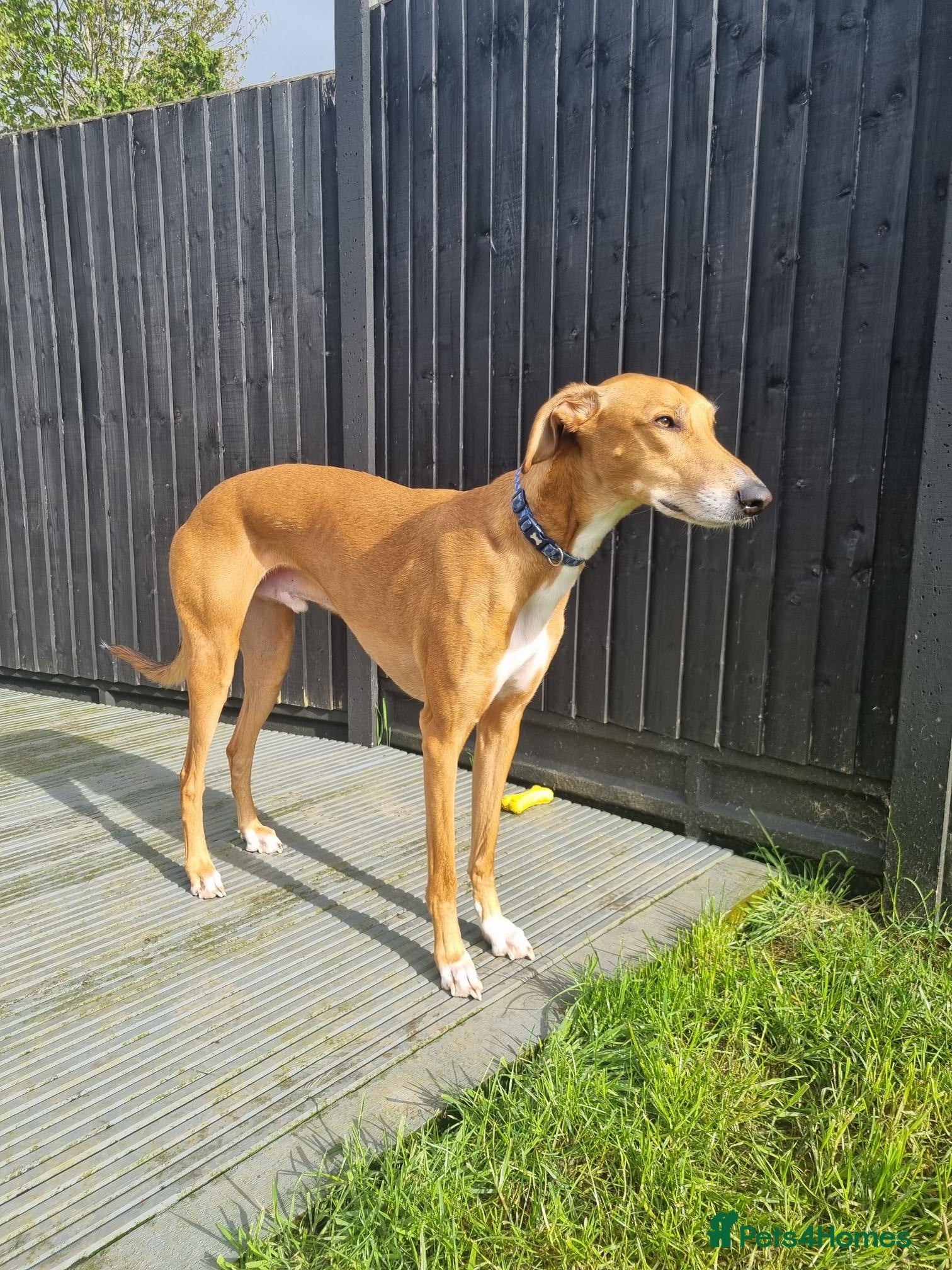 Lurcher dogs Beautiful 5 year old lurcher boy - Advert 14