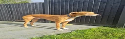Lurcher dogs for sale: Beautiful 5 year old lurcher boy in Leicester - Advert 1