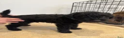 Patterdale Terrier dogs for sale: 3 Rough Coat Patterdale Terrier Puppies - Advert 8