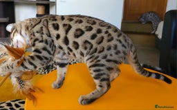 Bengal cats for sale: Gorgeous Brown Rosetted Boy Available  - Advert 5