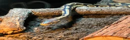 Python Snake reptiles for sale: Royal (Ball) Python  in Redditch - Advert 3