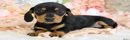Miniature Dachshund dogs for sale: KC Miniature Dachshund Puppies - Advert 10