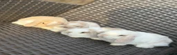 Mini Lop rabbits for sale: Pure bred mini lop bunnies  in Berkhamsted - Advert 15