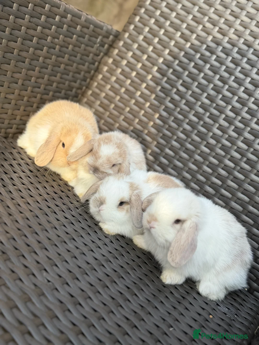 Mini Lop rabbits for sale: Pure bred mini lop bunnies  in Berkhamsted - Advert 15