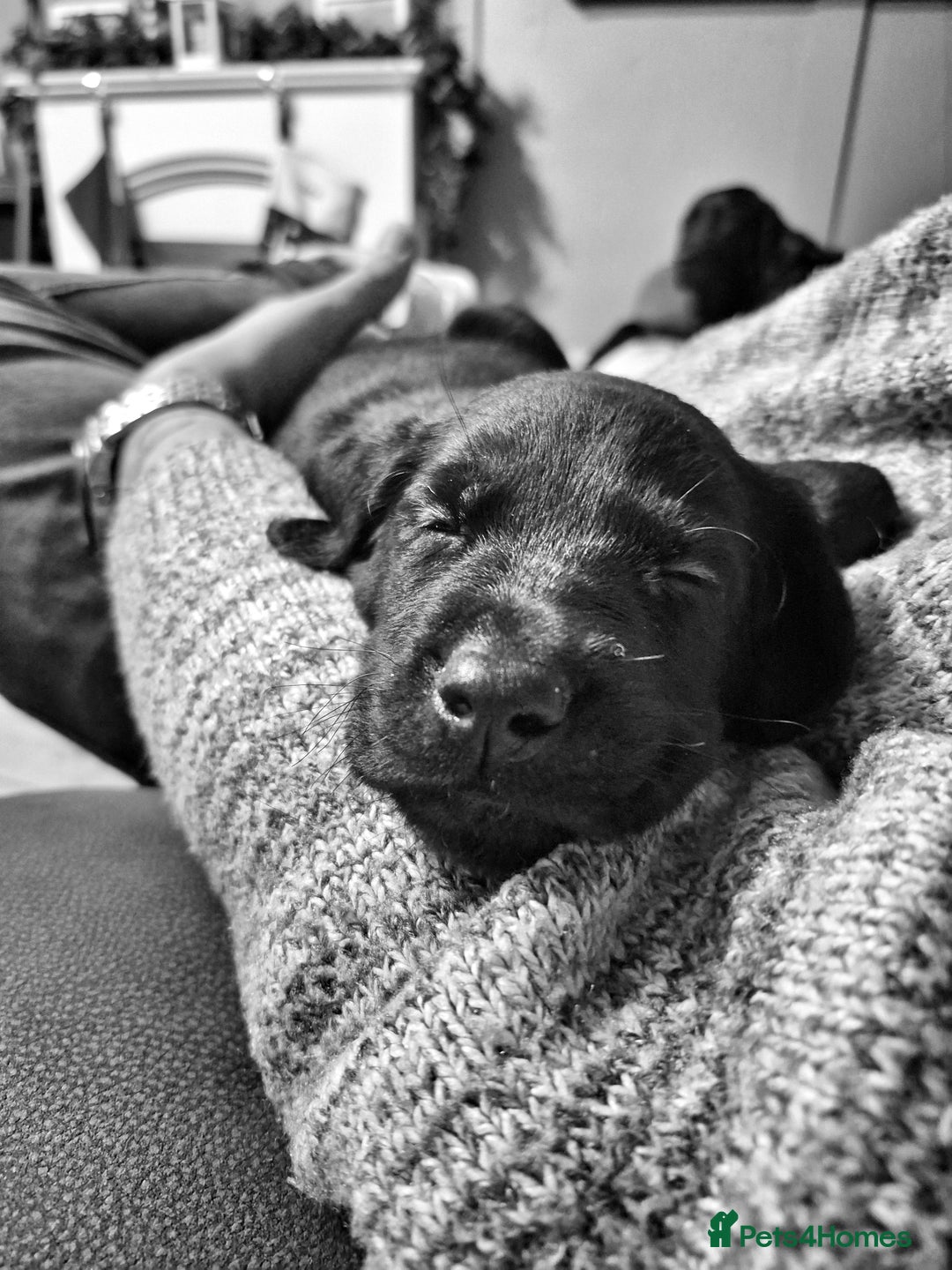 Labrador Retriever dogs for sale: Black labrador puppies - Advert 27