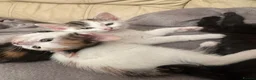 Mixed Breed cats for sale: 3 female kittens 10 weeks old - Advert 5