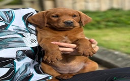 Labrador Retriever dogs for sale: Fox Red /  Mahogany Labradors  - Image 30