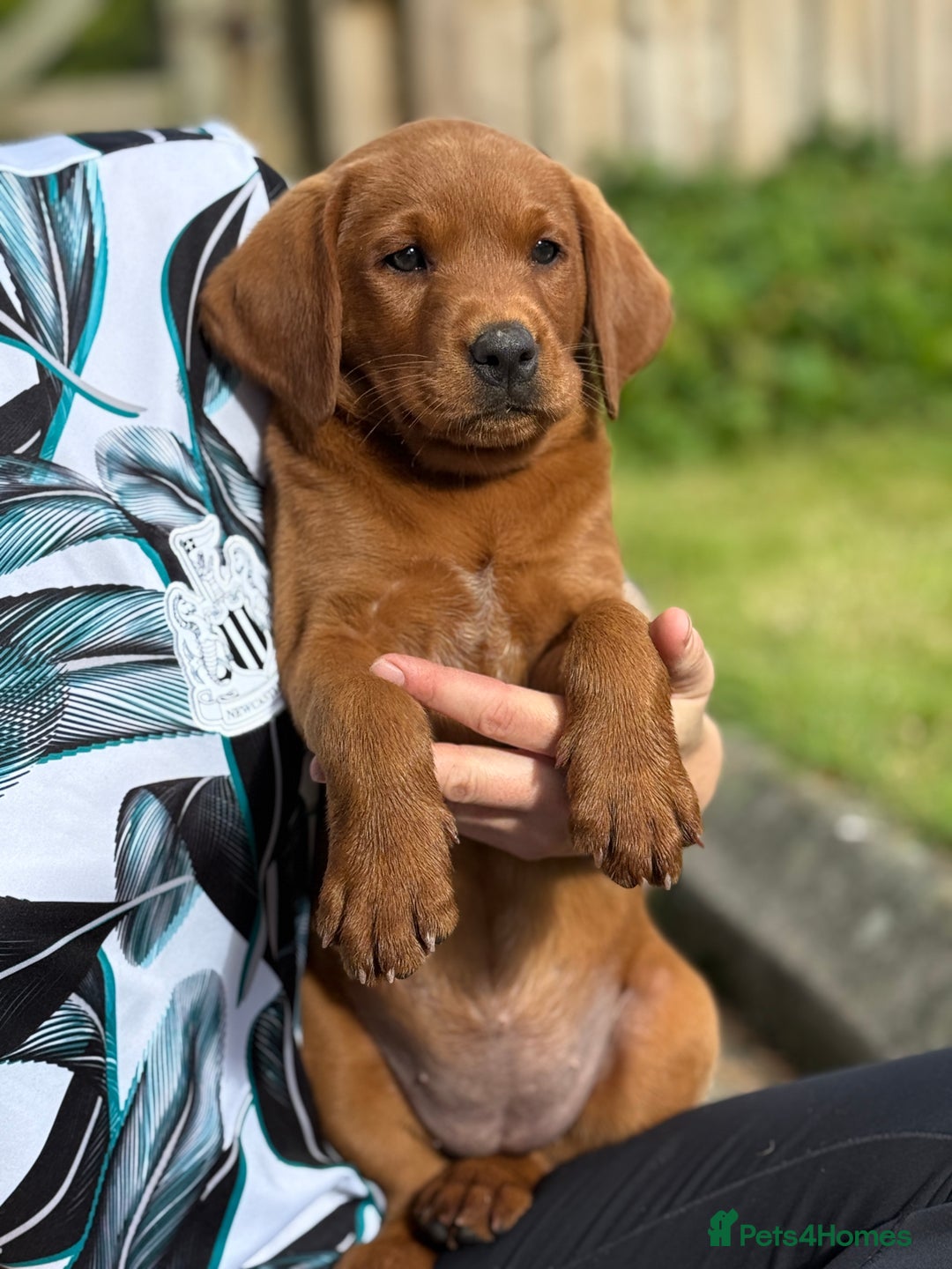 Labrador Retriever dogs for sale: Fox Red /  Mahogany Labradors  - Image 30