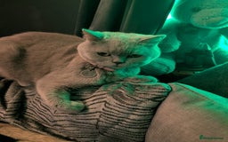 British Shorthair cats for sale: British shorthair cat - Image 11