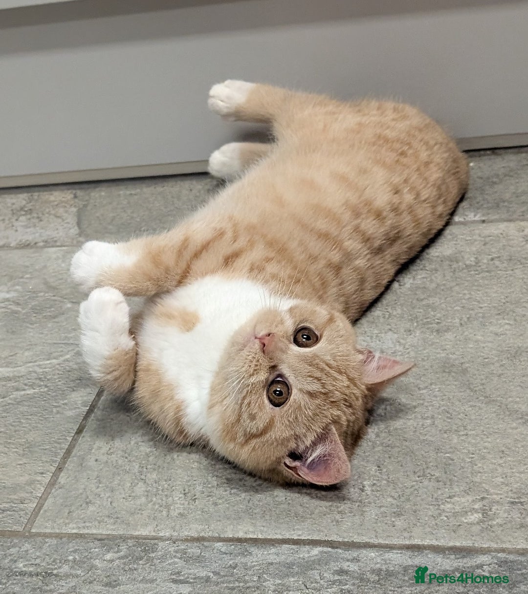 British Shorthair cats for sale: Gorgeous British shorthair kittens  - Advert 6