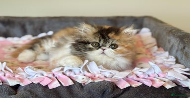 Persian cats - Advert 10
