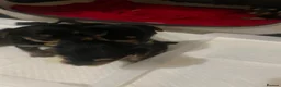 Yorkshire Terrier dogs for sale: Yorkshire Terrier puppies 🐶  - Advert 19