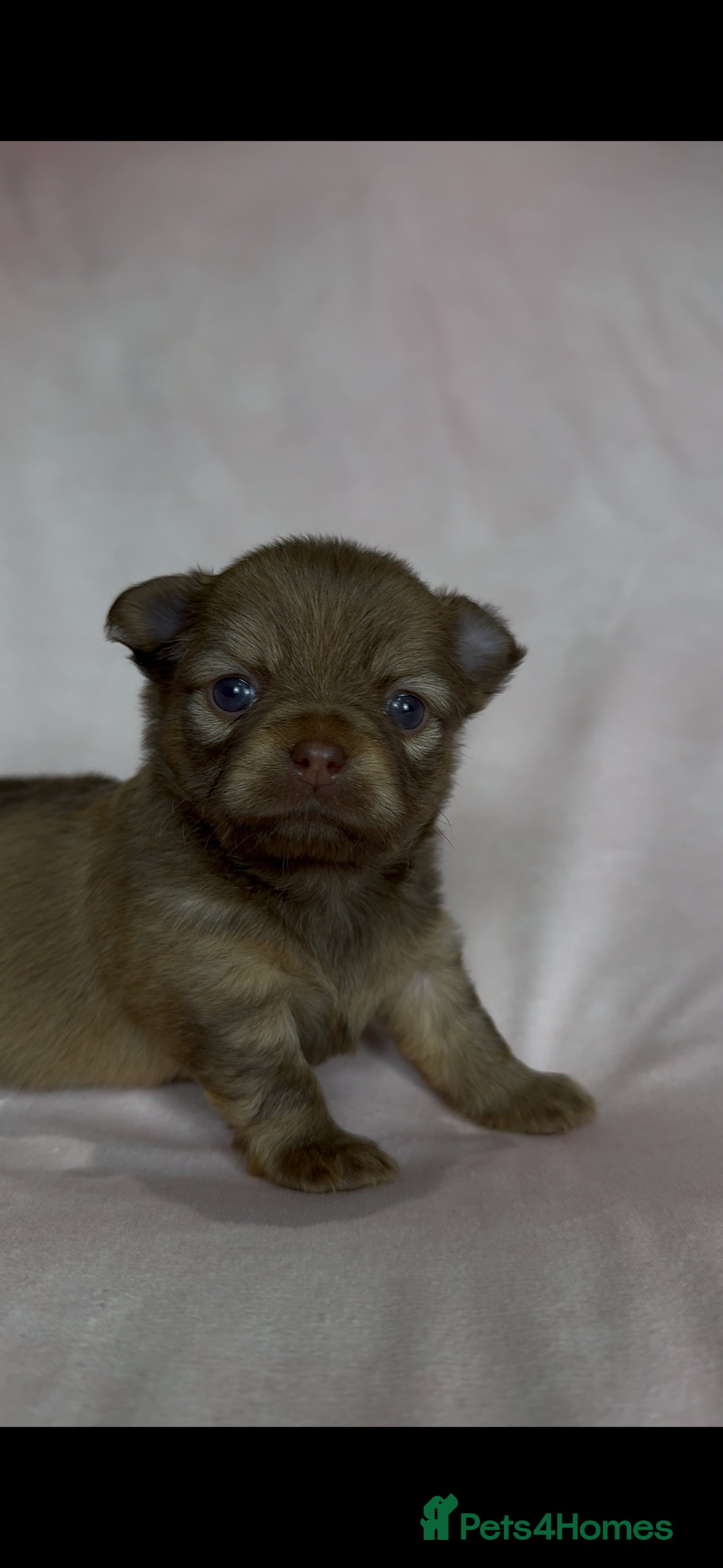 Chihuahua dogs for sale: Chihuahua puppies available on  ** s  - Advert 18
