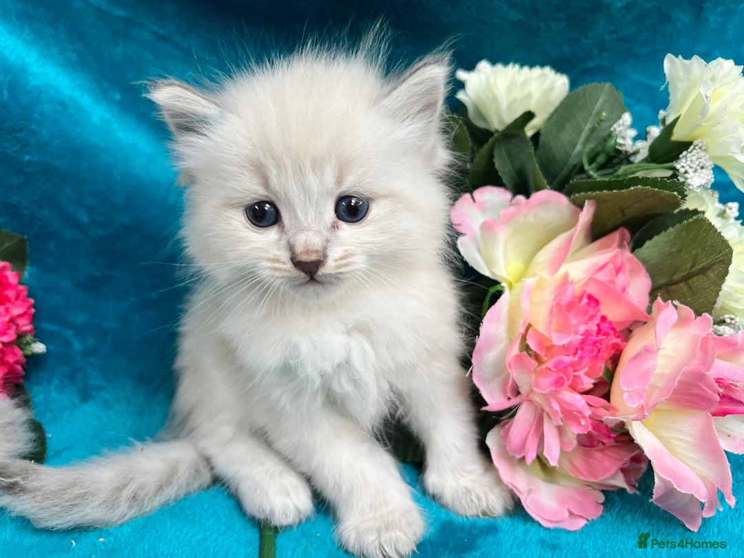 Siberian cats for sale: 🩵🩵Stunning Siberian Neva Masquerade Babies🩵🩵 - Image 7