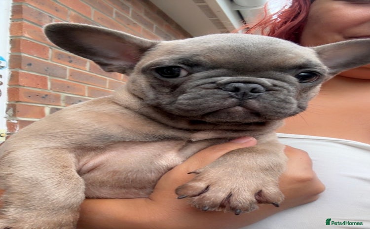 French Bulldog dogs - Advert 5