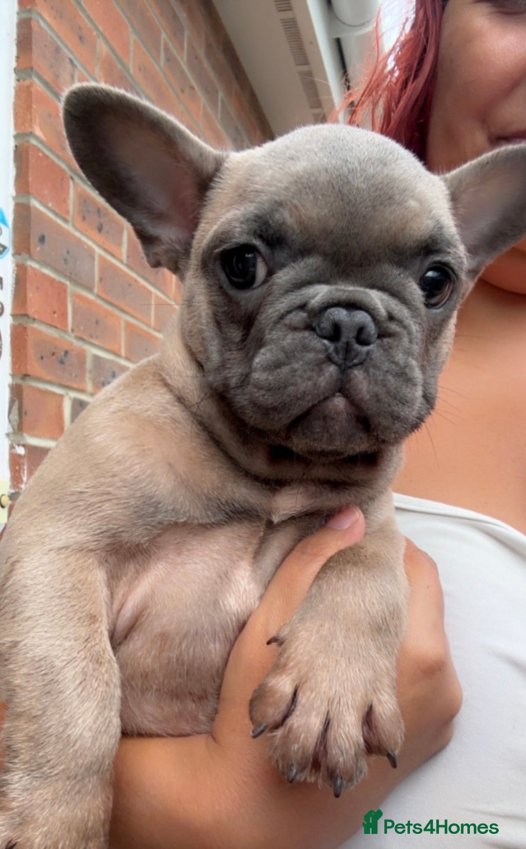 French Bulldog dogs for sale: Male French bulldog  - Image 1