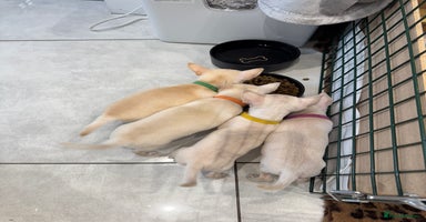 Chihuahua dogs - Advert 5