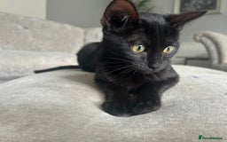 Bengal cats for sale: Two adorable Blue/Melanistic Bengal Kittens TICA  in Benfleet - Image 25