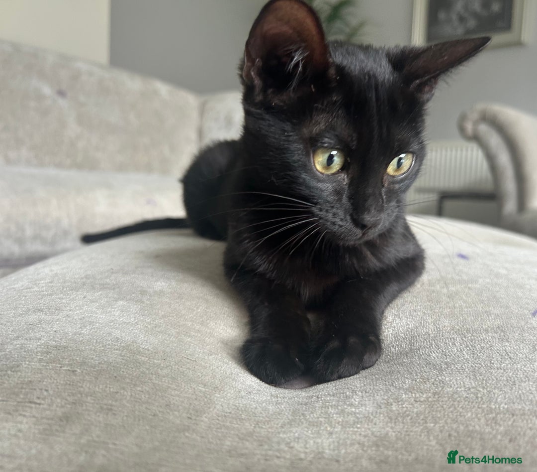 Bengal cats for sale: Two adorable Blue/Melanistic Bengal Kittens TICA  in Benfleet - Image 25