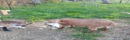 Goats livestock for sale: Two.pigmy goats for.sale in Glastonbury - Advert 6