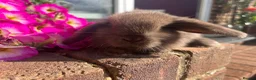 Mini Lop rabbits for sale: 6 mini lop babies RTL 10th September - Advert 21