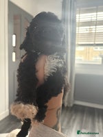 Sproodle dogs - Advert 2