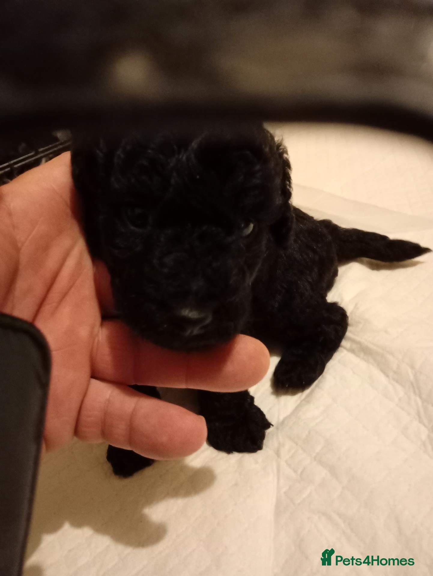 Cockapoo dogs   1  Stunning Male Cockapoo (Black) for sale - Advert 5