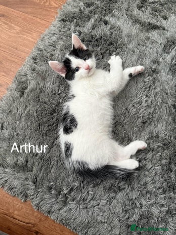 Mixed Breed cats - Advert 12