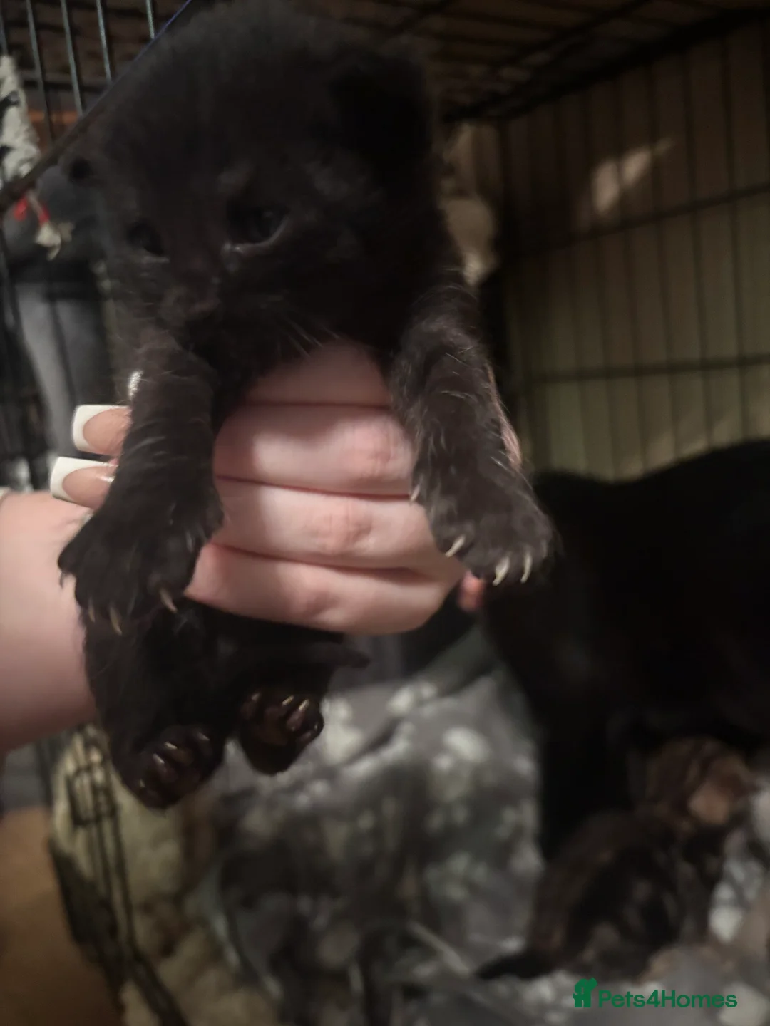 Mixed Breed cats for sale: mixed breed kittens for sale  - Advert 6