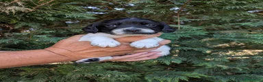 English Springer Spaniel 5