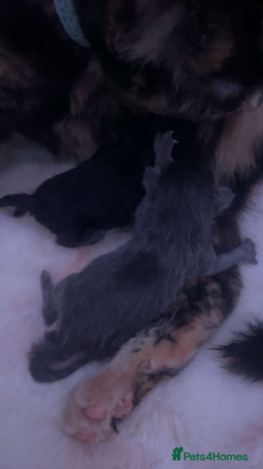 American Shorthair cats for sale: American shorthair kittens for sale - Image 3