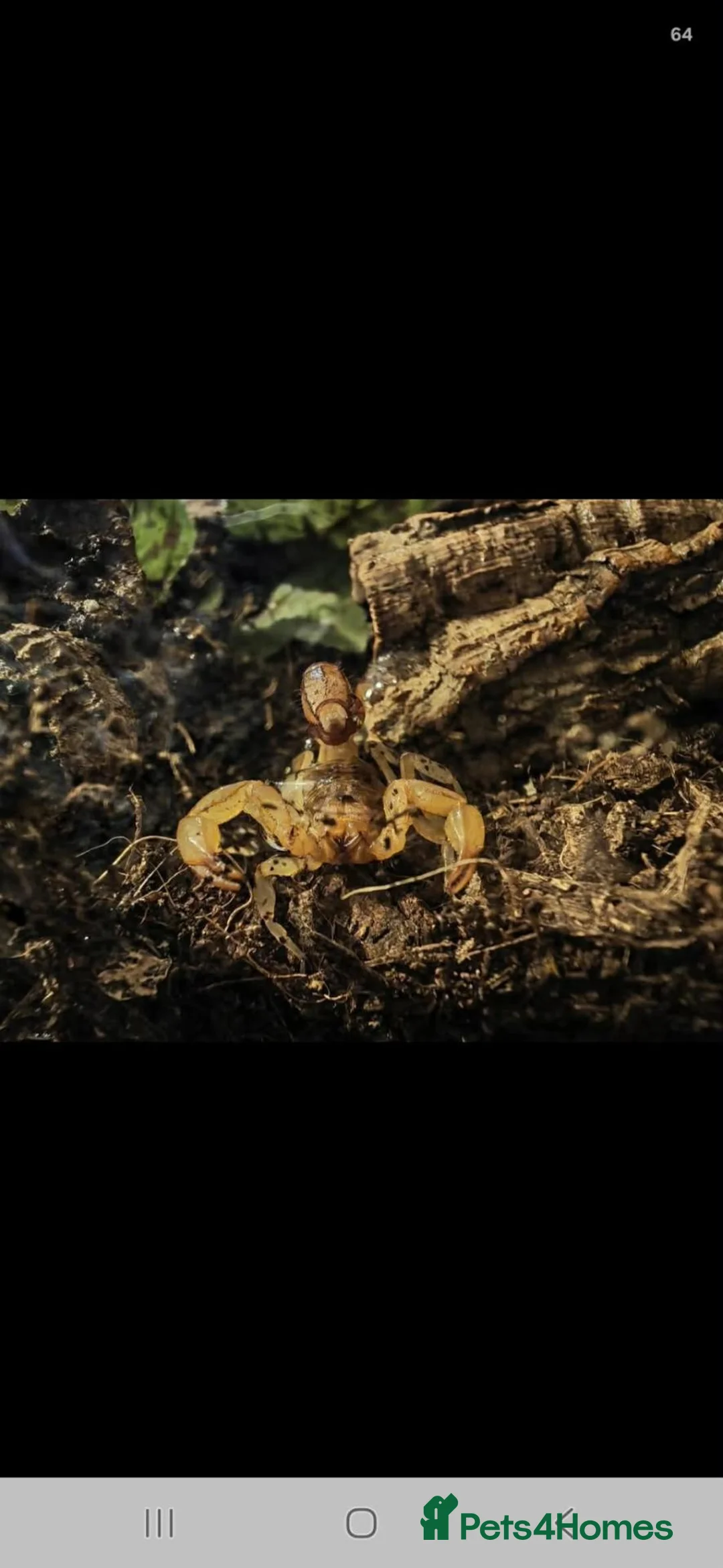 Scorpions invertebrates for sale: 2 female scorpions  - Advert 2