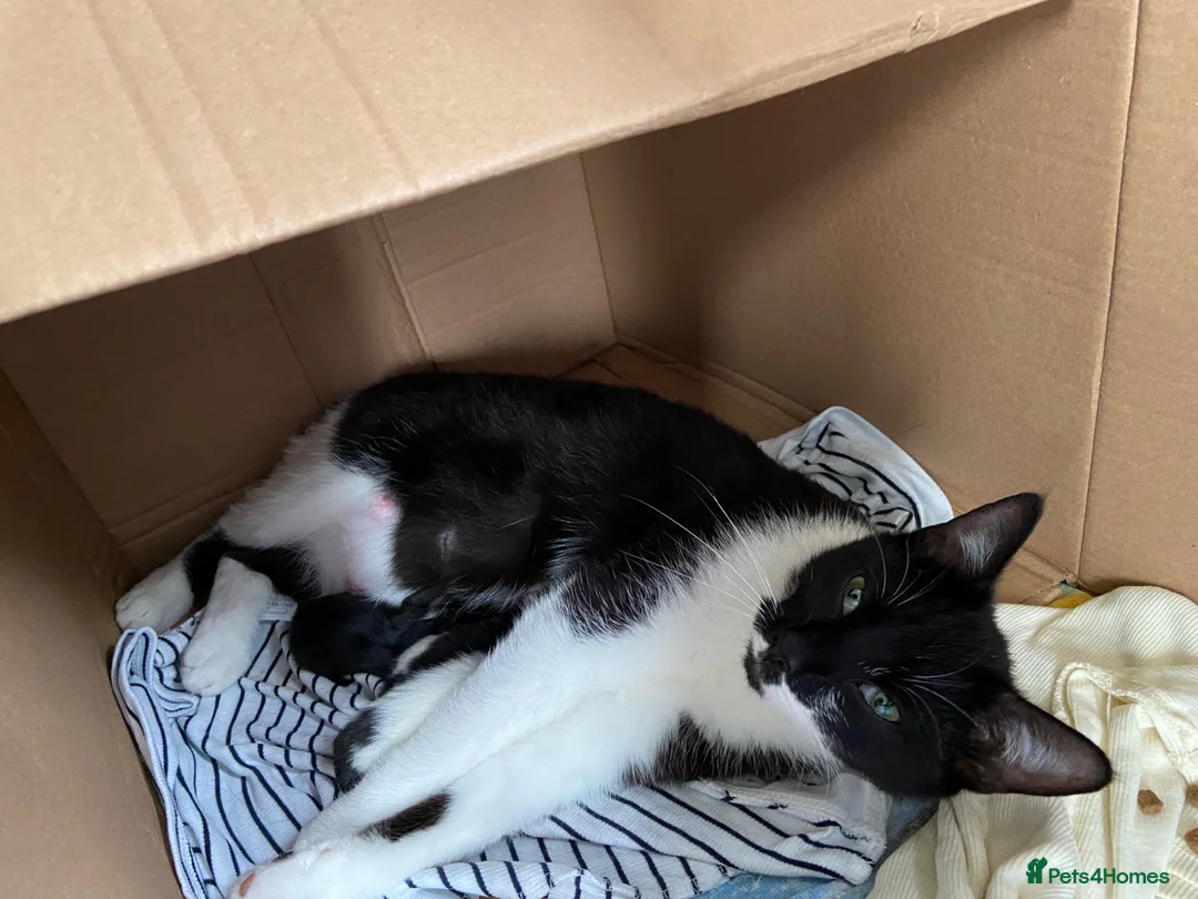 Mixed Breed cats for sale: 4 beautiful kittens forever homes needed in Peterborough - Advert 5