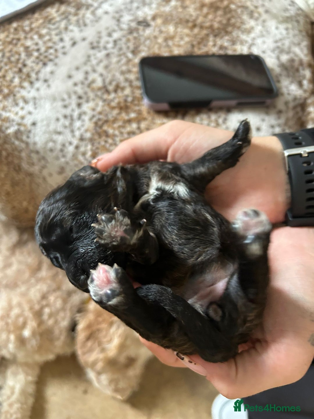 Cockapoo dogs for sale: F1b cockerpoo puppies - Image 24