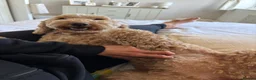 Cockapoo dogs for sale: Peppa in Sittingbourne - Advert 4